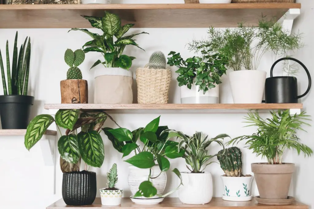 The Best House Plants for Your Home | www.shopkick.com