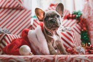 How to Get into the Holiday Spirit in 2020 | www.shopkick.com