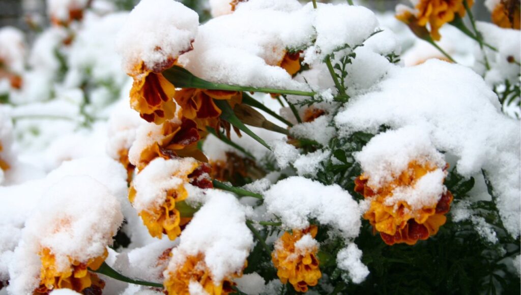 winter-flowers-blooming